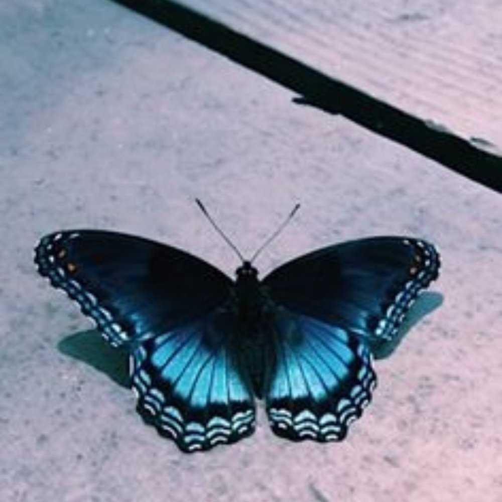 Meet your Posher, Abigail